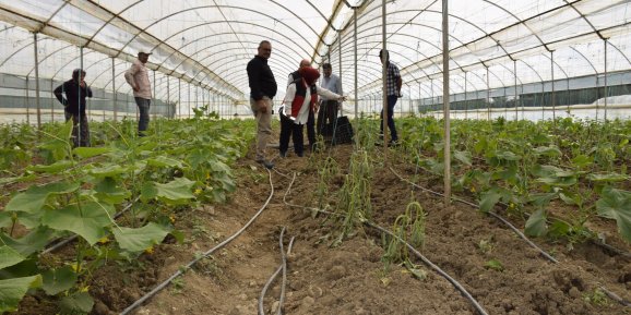 Elmalı’da seracılar domuz nöbetinde