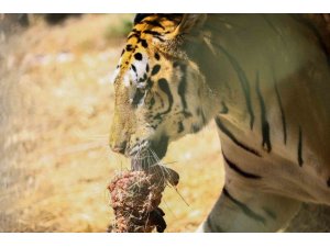 Bengal kaplanları için etten pasta yapıldı