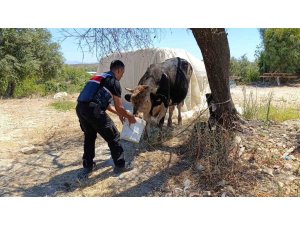 Antalya’da ahır yangını: 3 inek, 12 keçi telef oldu