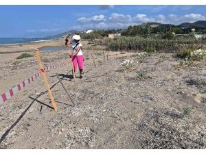 Alanya’da koparılması 387 bin TL ceza olan kum zambakları koruma altına alındı