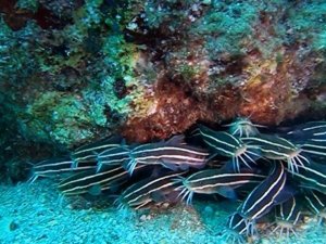 Antalya Körfezi’nde ilk kez görüntülendi: Zehirli çizgili kedi balığı