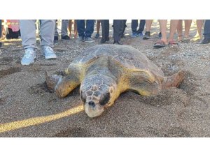 Tedavileri tamamlanan 2 caretta caretta denize bırakıldı