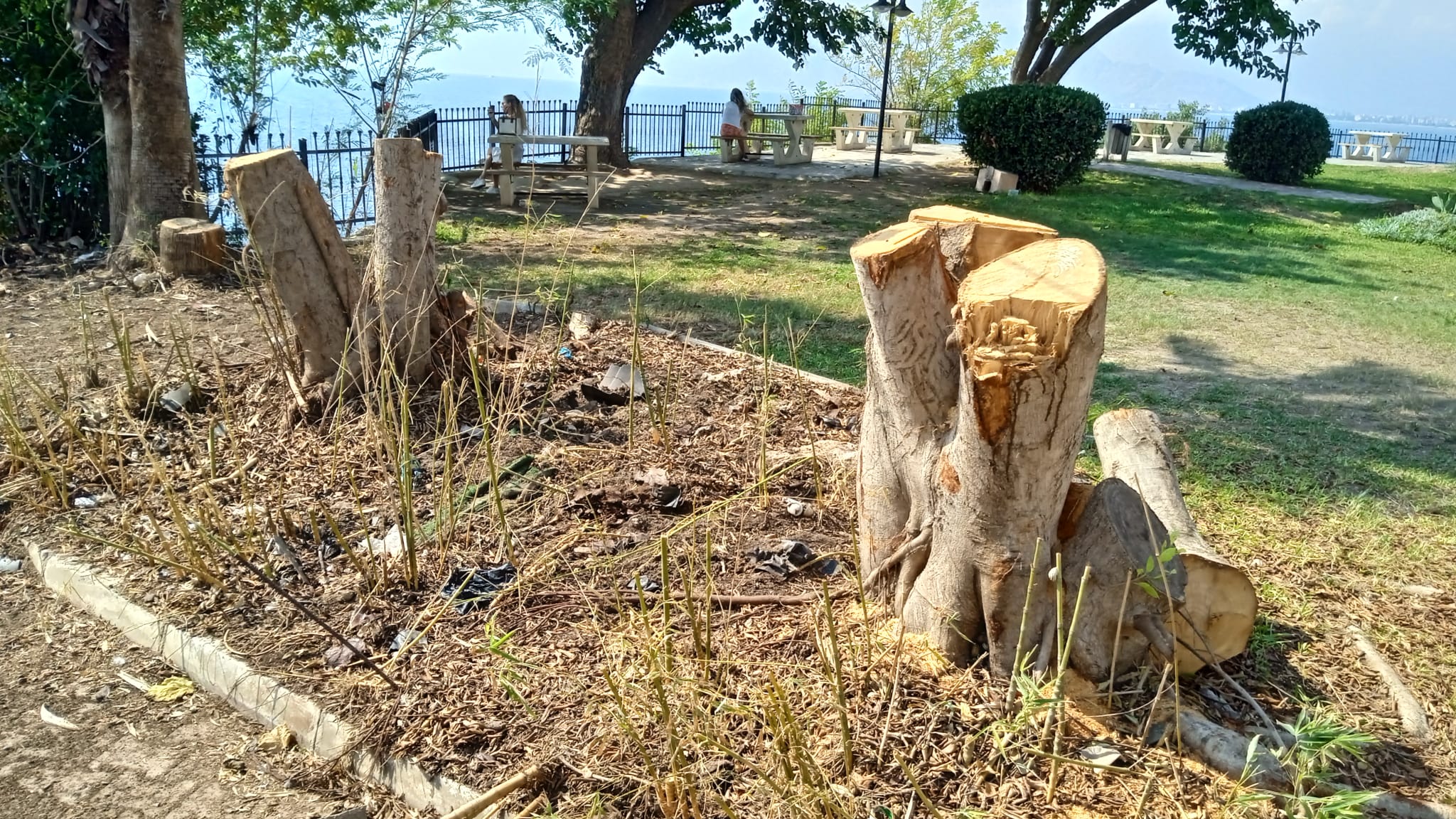 Falez Park’ta ağaç katliamı