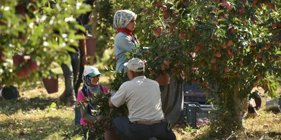 Elmalı'da elma hasadı başladı