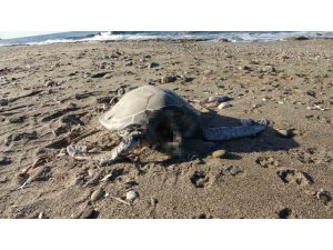 Alanya’da son bir haftada iki caretta caretta ölü bulundu