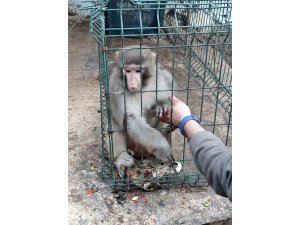 Antalya’da izinsiz Rhesus Maymununu besleyen şahsa 8 bin 322 lira para cezası uygulandı