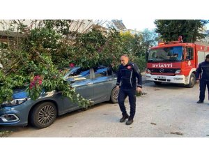 Antalya’da fırtınaya dayanamayan ağaç park halindeki aracın üzerine devrildi