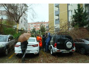 Şiddetli rüzgarın ortadan ikiye ayırdığı ağaç 3 aracın üzerine devrildi