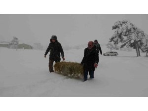 Burdur yaylalarında kar kalınlığı 50 santime ulaştı, yaban hayvanlar için seferberlik başladı