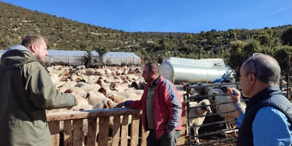 Antalya’da İvesi Koyununun Halk Elinde Islah Edilmesi Çalışmaları Başladı