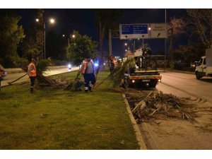 Büyükşehir’den gece budama çalışması