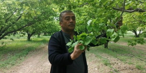 Isparta’da don kayısı üreticilerini zarara uğrattı
