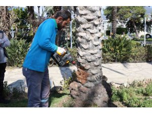 Alanya’da hurma ağaçlarına endoterapiyle uzun süreli koruma yapıldı