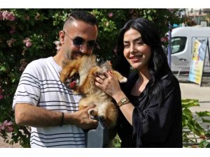 Güzellik yarışmasında birinci seçilip kaybolan köpek bulundu, sahipleri sevince boğuldu