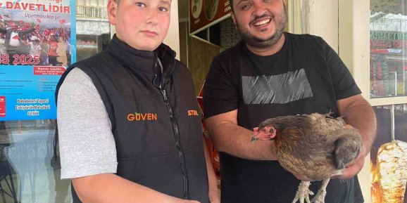 Tavuğun cesareti dönerciyi şaşkına çevirdi: Yumurtlamak için tavuk dönerciyi seçti