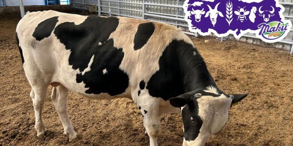 4 Yeni Şampiyon Boğa Suni Tohumlama Sektörüne Kazandırıldı