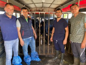 4 Yeni Şampiyon Boğa Suni Tohumlama Sektörüne Kazandırıldı