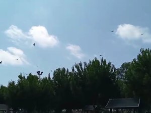 Yaralı kargayı arkadaşları buldurdu