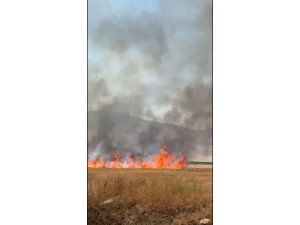Yangında 50 dönüm arazi yandı