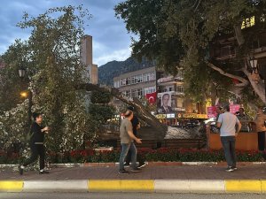 Devrilen ağacın altına kalan 1 kişi hafif yaralandı