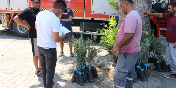 Belediyeden zeytin seferberliği