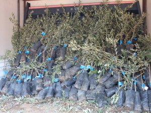 Belediyeden zeytin seferberliği