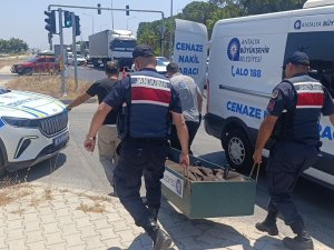 Kanserle savaşını kazandı, trafikte hayatını kaybetti
