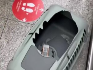 Kargo bölümüne verdiği evcil hayvanlarını teslim alınca çılgına döndü