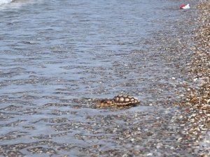 Çuvala dolanmış halde yaralı bulunan Caretta caretta denizle buluştu