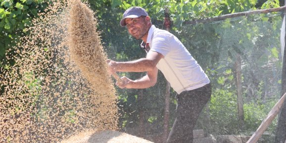 Korkuteli Yeşiloba Yaylası'nda hibe tohumların buğday hasadı başladı