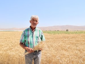 Korkuteli Yeşiloba Yaylası'nda hibe tohumların buğday hasadı başladı