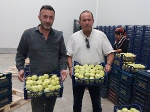 Mut beyaz inciri, bu sezon yurt dışına açılarak ihracata başladı.
