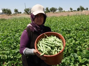 Burdurlu fasülye üreticisi dertli