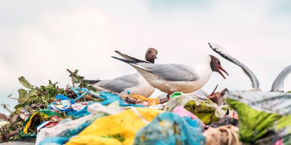 WWF’ten plastik kirliliğe karşı küresel anlaşma çağrısı