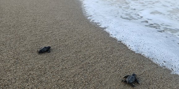 Gazipaşa'da yavru carettaların yaşam yolculuğu başladı