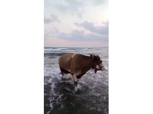 KAVURUCU SICAKTAN BUNALAN İNEK SOLUĞU DENİZDE ALDI
