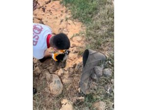 OSMANİYE ATIK SU KUYUSUNDA MAHSUR KALAN 2 YAVRU KÖPEK KURTARILDI