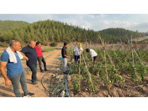ADANA’DA ATIL ARAZİLER DOMATES ÜRETİM MERKEZİ OLDU