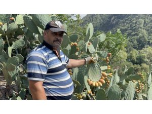 UÇURUM KENARINDA YETİŞEN DİKENLİ İNCİR, LEZZETİYLE ZAHMETİNİN ÖNÜNE GEÇİYOR