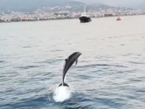 ALANYA'DA YUNUSLAR TEKNEYE EŞLİK ETTİ