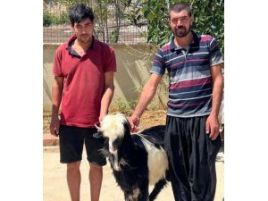 ADANA’DA KEÇİ ÇALAN 2 ŞÜPHELİ YAKALANDI