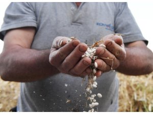 ÇANDIR FASULYESİ İÇİN COĞRAFİ İŞARET BAŞVURUSU YAPILDI