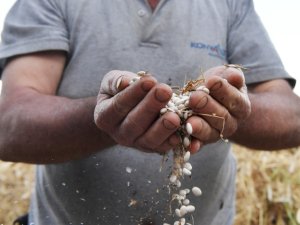 ÇANDIR FASULYESİ İÇİN COĞRAFİ İŞARET BAŞVURUSU