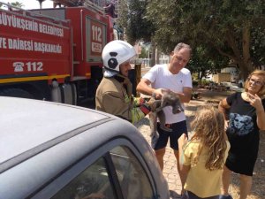 HATAY’DA PALMİYEDE MAHSUR KALAN KEDİ EKİPLER TARAFINDAN KURTARILDI