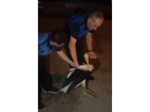 REYHANLI’DA BİTKİN HALDE BULUNAN LEYLEK, ZABITA EKİPLERİNCE KORUMA ALTINA ALINDI