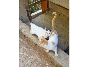 TARIM MÜDÜRLÜĞÜNDEN MİKROÇİP ZORUNLULUĞU UYARISI