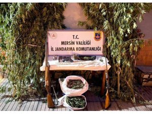 MERSİN’DE BAHÇELERİNE KENEVİR EKEN 3 ŞÜPHELİ YAKALANDI