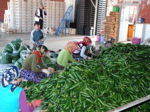 ANTİ-DAMPİNG KARARININ ETKİLERİ RAPORU HAZIRLANDI