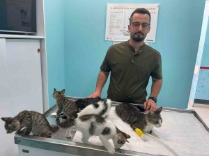 ALANYA’DA HAYVANA EZİYET CEZASIZ KALMADI