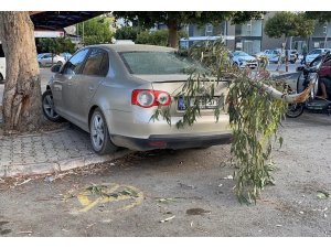 KIRILAN AĞAÇ DALI OTOMOBİLE ZARAR VERDİ